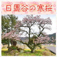 日置谷の寒桜情報