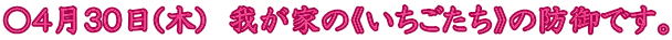 〇４月３０日(木)　我が家の《いちごたち》の防御です。