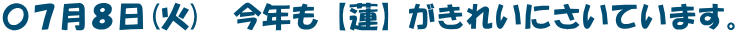 〇7月8日(火) 今年も【蓮】がきれいにさいています。